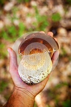 Young Cep or Porcini mushroom.