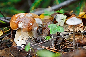 The young cepe growing in wood in the autumn