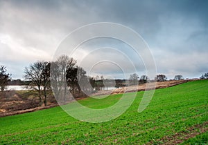 Young cereal field sunset