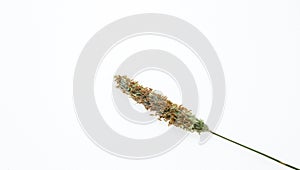 Young cereals on a white background. Green barley. Different types of grasses. Cereal production. Macro photo of seeds.