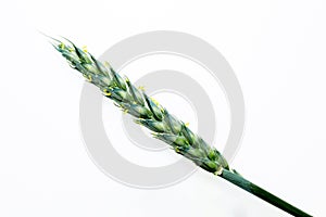 Young cereals on a white background. Green barley. Different types of grasses. Cereal production. Macro photo of seeds.