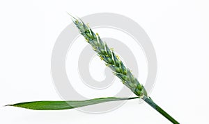 Young cereals on a white background. Green barley. Different types of grasses. Cereal production. Macro photo of seeds.