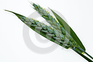 Young cereals on a white background. Green barley. Different types of grasses. Cereal production. Macro photo of seeds.