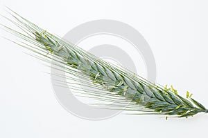 Young cereals on a white background. Green barley. Different types of grasses. Cereal production. Macro photo of seeds.