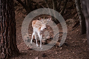 Young Cervus Dama Deer