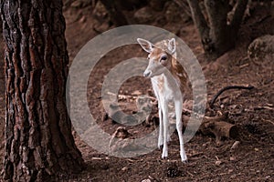Young Cervus Dama Deer
