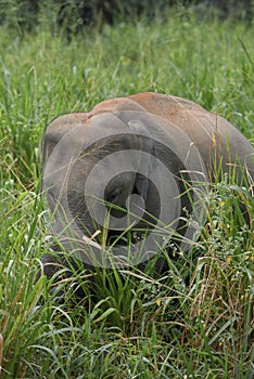 A young Ceylon elephant in dense grass. Habarana, Sri Lanka