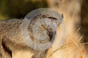 Young chacma baboon - Kruger National Park