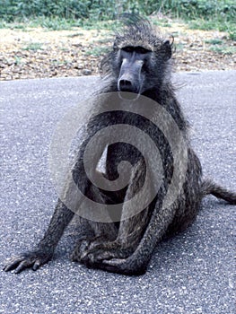 Young Chacma Baboon on Kruger National Park road
