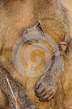 Young Chacma Baboon (Papio ursinus)