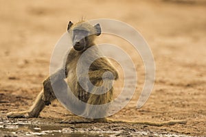 Young Chacma Baboon sitting by water's edge