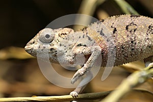 Young chameleon