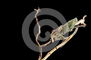 Young chameleon clinging to branches