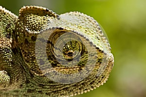 Young Chameleon closeup