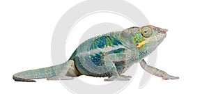 Young Chameleon Furcifer Pardalis - Ankify photo