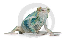 Young Chameleon Furcifer Pardalis - Ankify