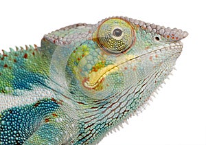 Young Chameleon Furcifer Pardalis - Ankify photo