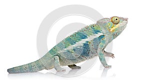 Young Chameleon Furcifer Pardalis - Ankify