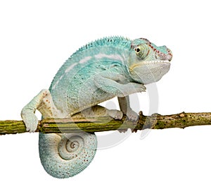 Young Chameleon Furcifer Pardalis - Nosy Be photo