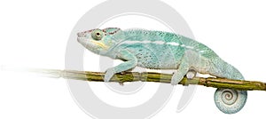 Young Chameleon Furcifer Pardalis - Nosy Be