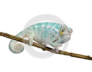 Young Chameleon Furcifer Pardalis - Nosy Be