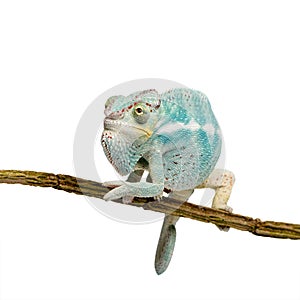 Young Chameleon Furcifer Pardalis - Nosy Be