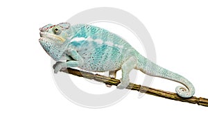 Young Chameleon Furcifer Pardalis - Nosy Be