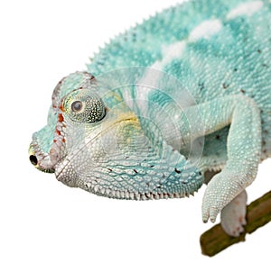 Young Chameleon Furcifer Pardalis - Nosy Be