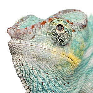 Young Chameleon Furcifer Pardalis - Nosy Be