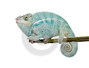 Young Chameleon Furcifer Pardalis - Nosy Be photo