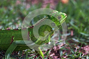 Young chameleon on the ground with dewdrop on the head