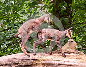 Young chamois buck play on a tree trunk. Karlsruhe, Germany, Europe