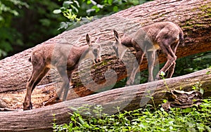 Young chamois buck play on a tree trunk. Karlsruhe, Germany, Europe