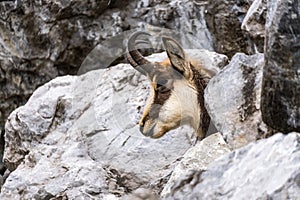 Young chamois head between rocks