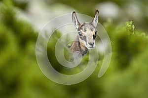 Young chamois (lat. rupicapra rupicapra) behind knee timber