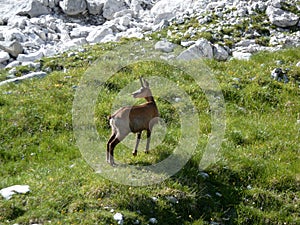 Young chamois at Watzmann mountain, Bavaria, Germany