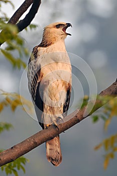 Young changeable hawk eagle or crested hawk eagle Nisaetus cirrhatus a bird of prey in Jim Corbett National Park, India photo