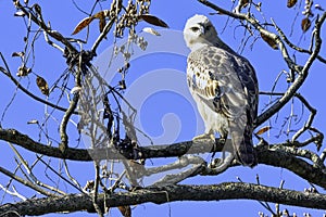 Young changeable hawk-eagle or crested hawk-eagle in Jim Corbett National Park, India photo