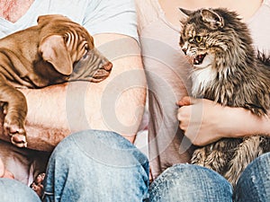 Young, charming puppy and cute cat. Close-up