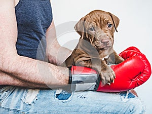 Young, charming puppy and red boxing gloves