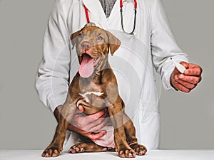 Young, charming puppy and vet doctor. Close-up