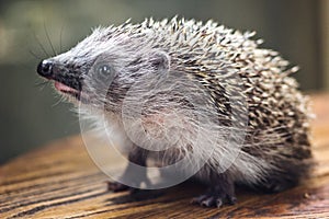 Young charming spiny european hedgehog erinaceus albiventris on wooden background