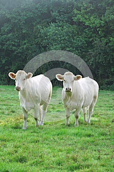 Young Charolais cows photo