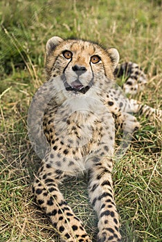 Young cheetah