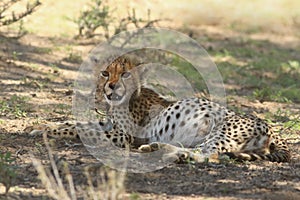 The young cheetah Acinonyx jubatus lying on the ground with full belly and resting