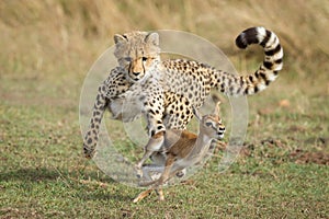 Young Cheetah chasing a baby Thompson`s Gazelle Masai Mara Kenya learning to hunt