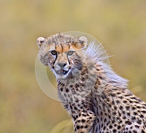 Young Cheetah Cub Portrait