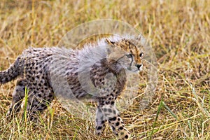 Young Cheetah Cub Portrait