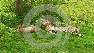 Young cheetah cubs resting