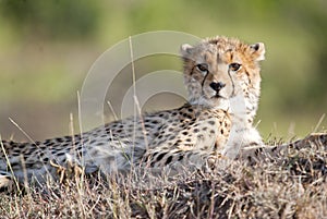 Young Cheetah looking at camera
